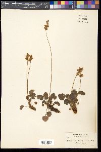 Heuchera cylindrica image