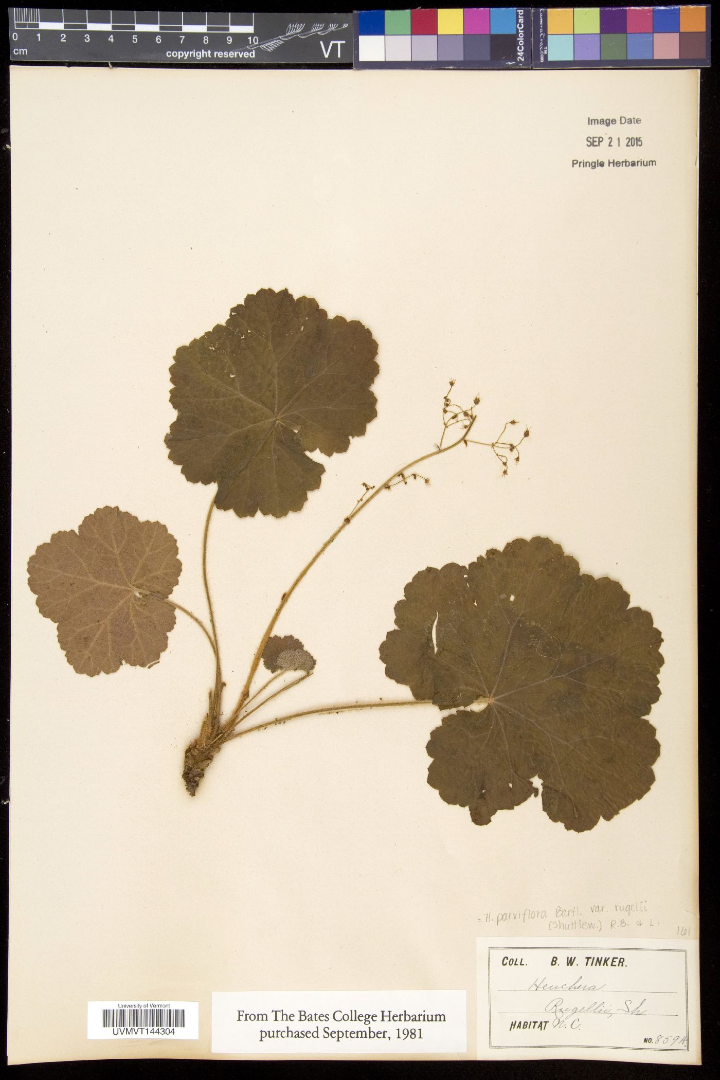 Heuchera parviflora var. rugelii image