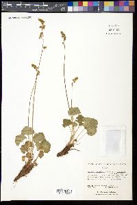 Heuchera parviflora image