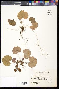 Heuchera parviflora image