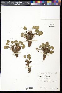 Heuchera parviflora image