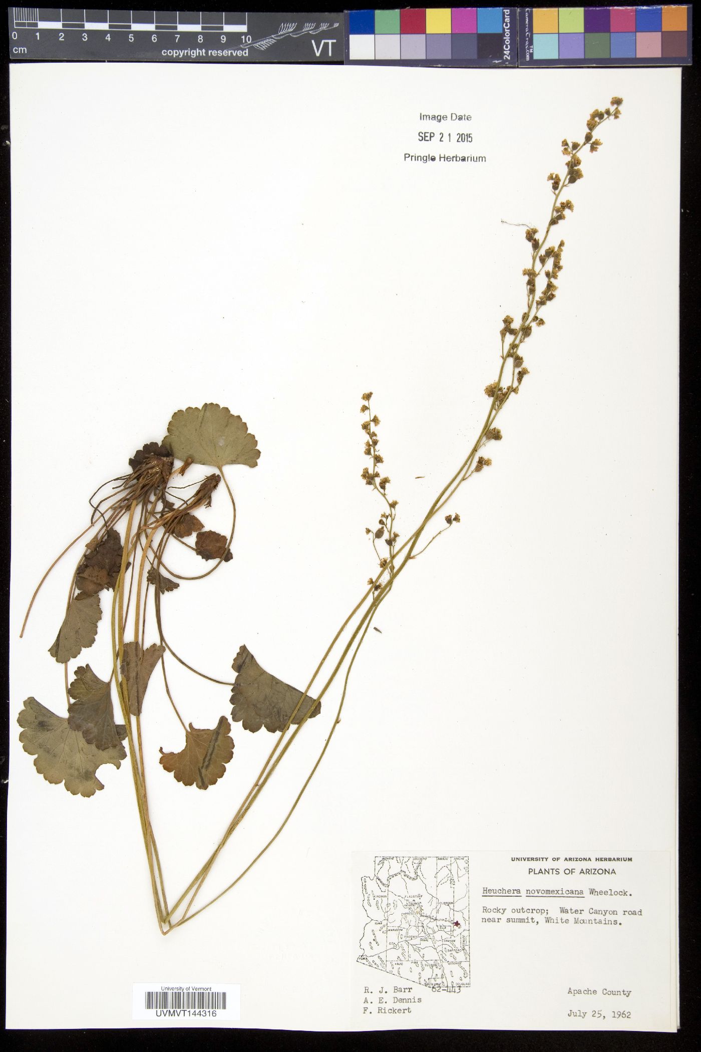 Heuchera novomexicana image