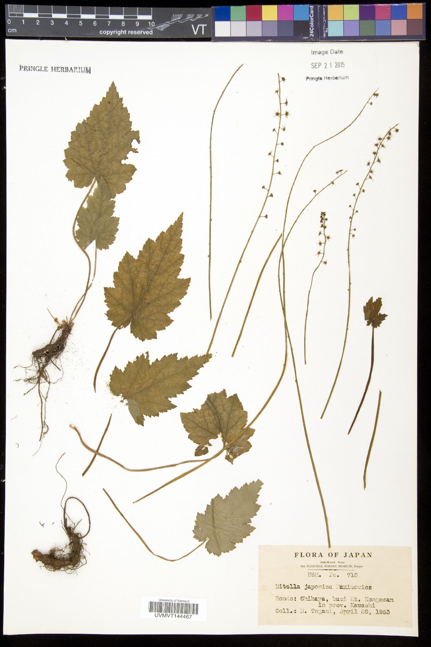 Asimitellaria japonica image