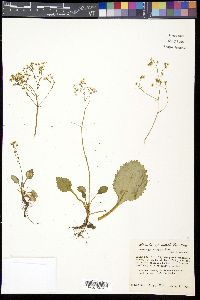 Saxifraga careyana image