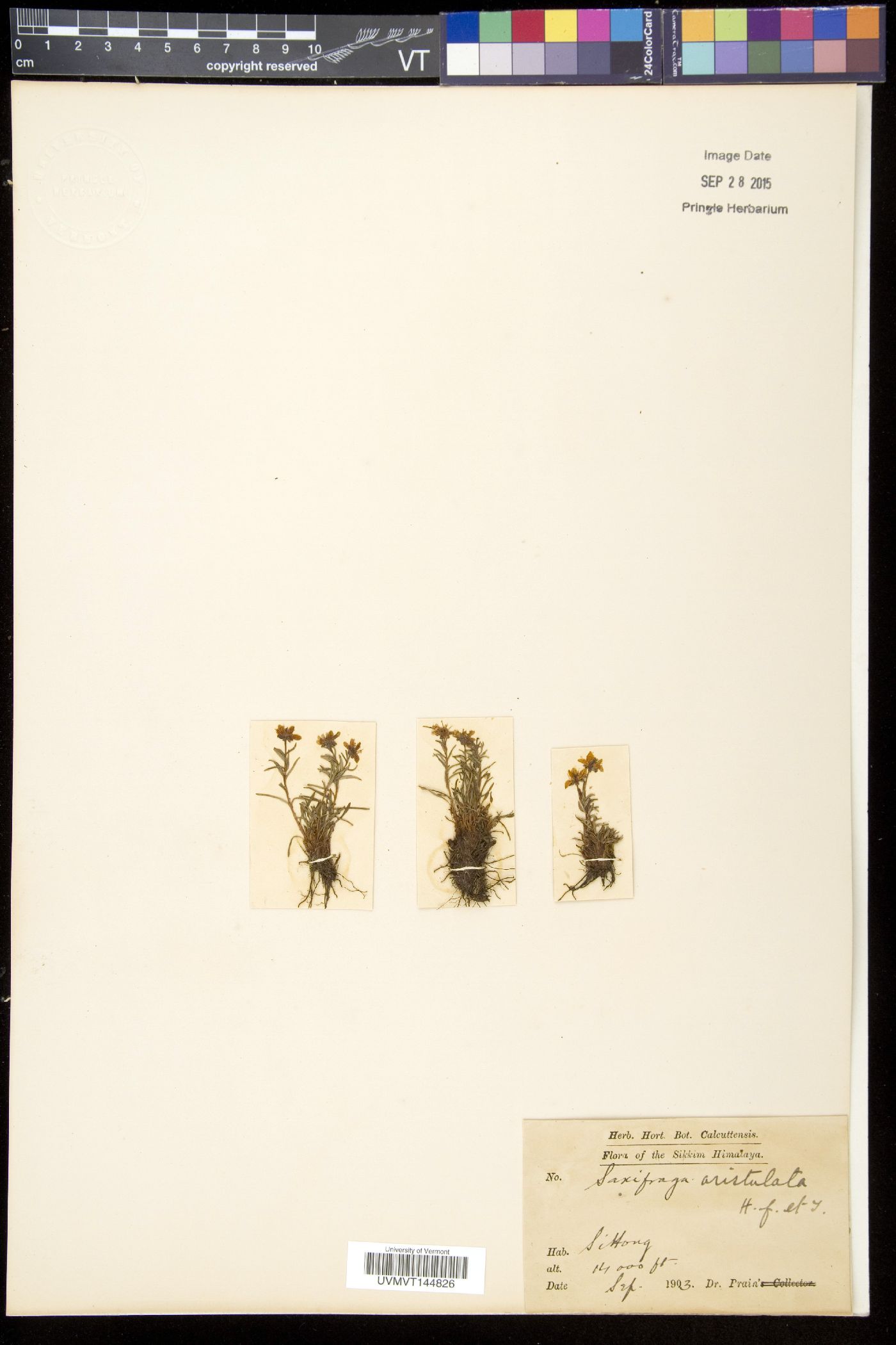 Saxifraga aristulata image