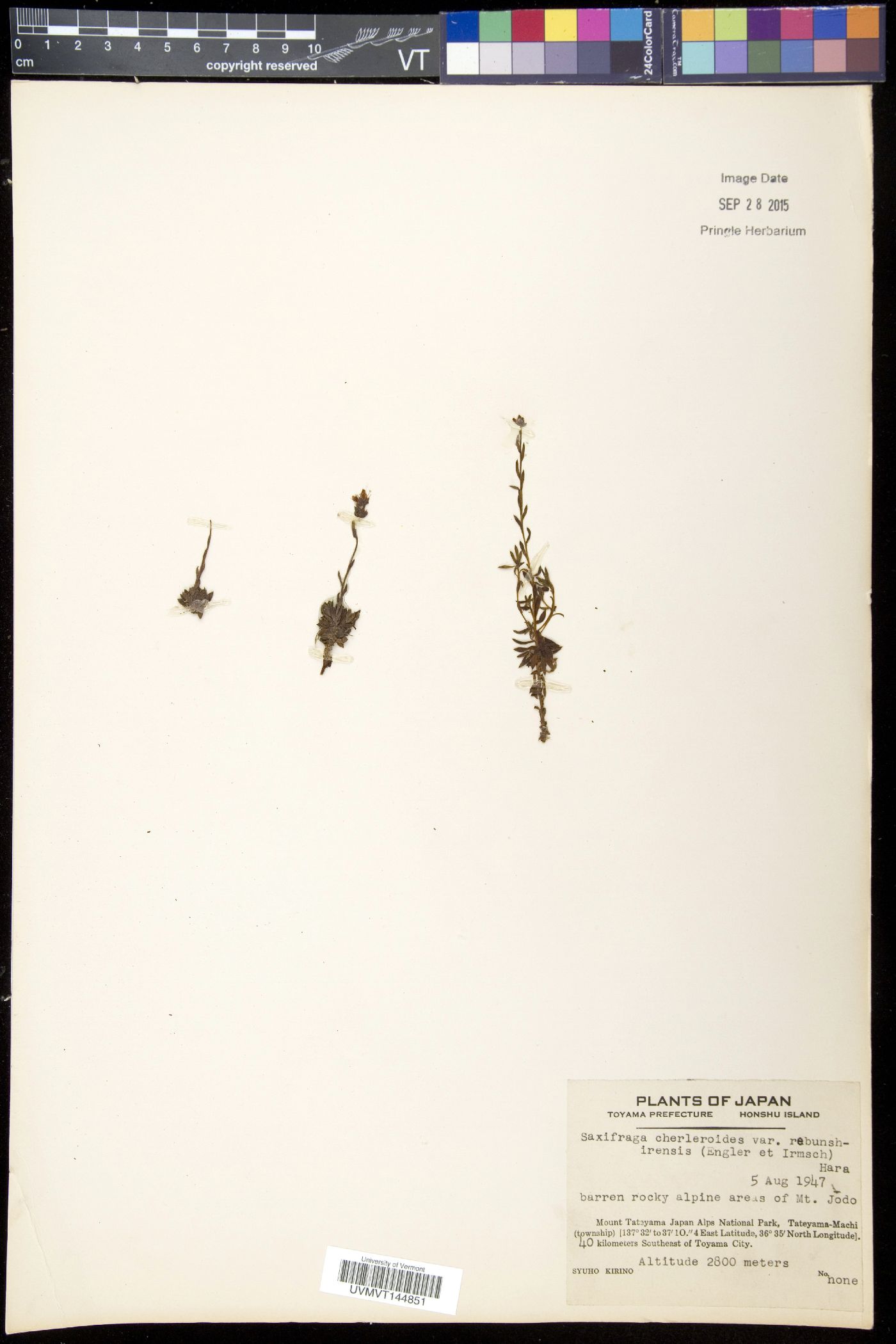 Saxifraga bronchialis var. rebunshirensis image