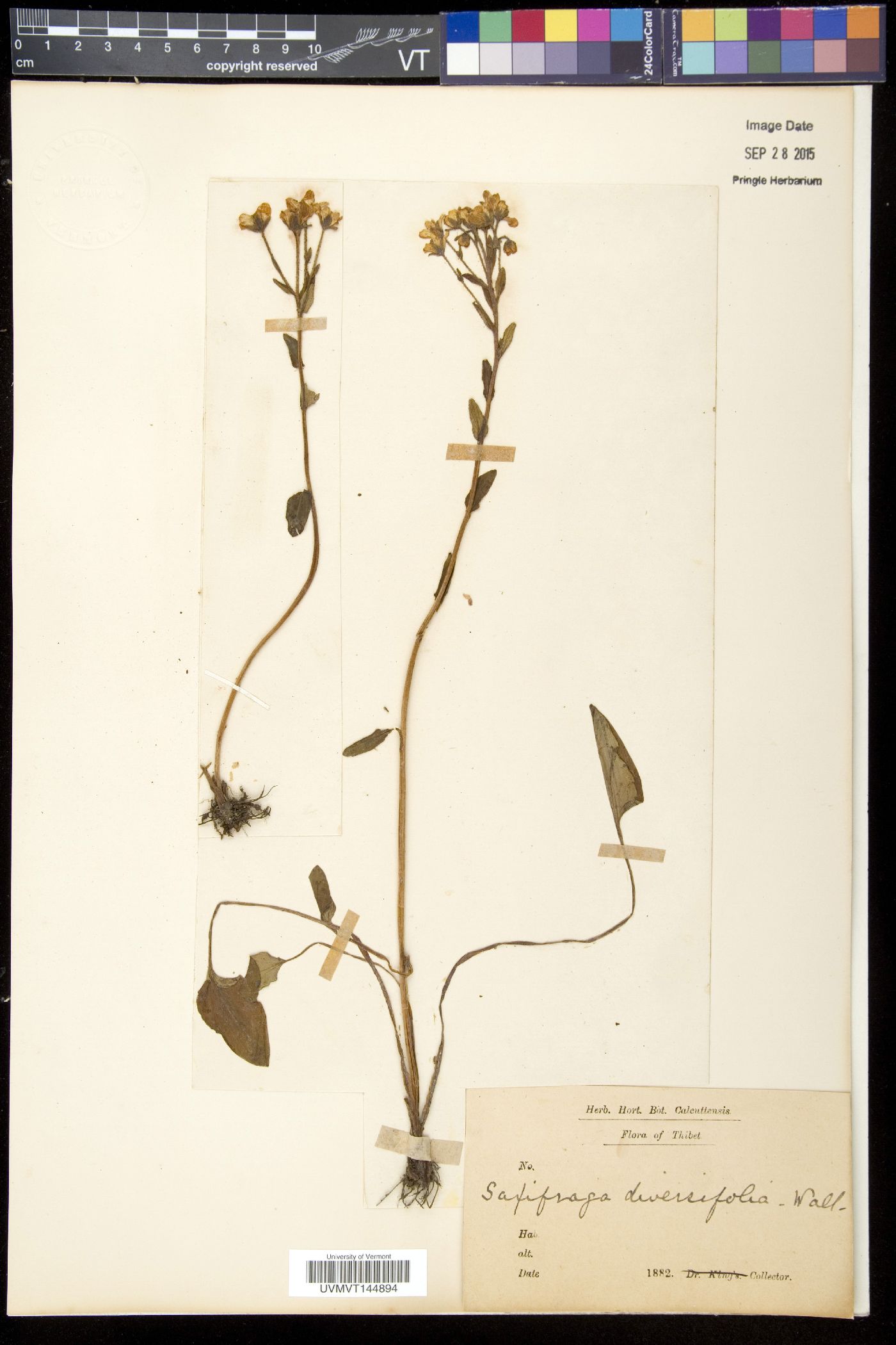 Saxifraga diversifolia image