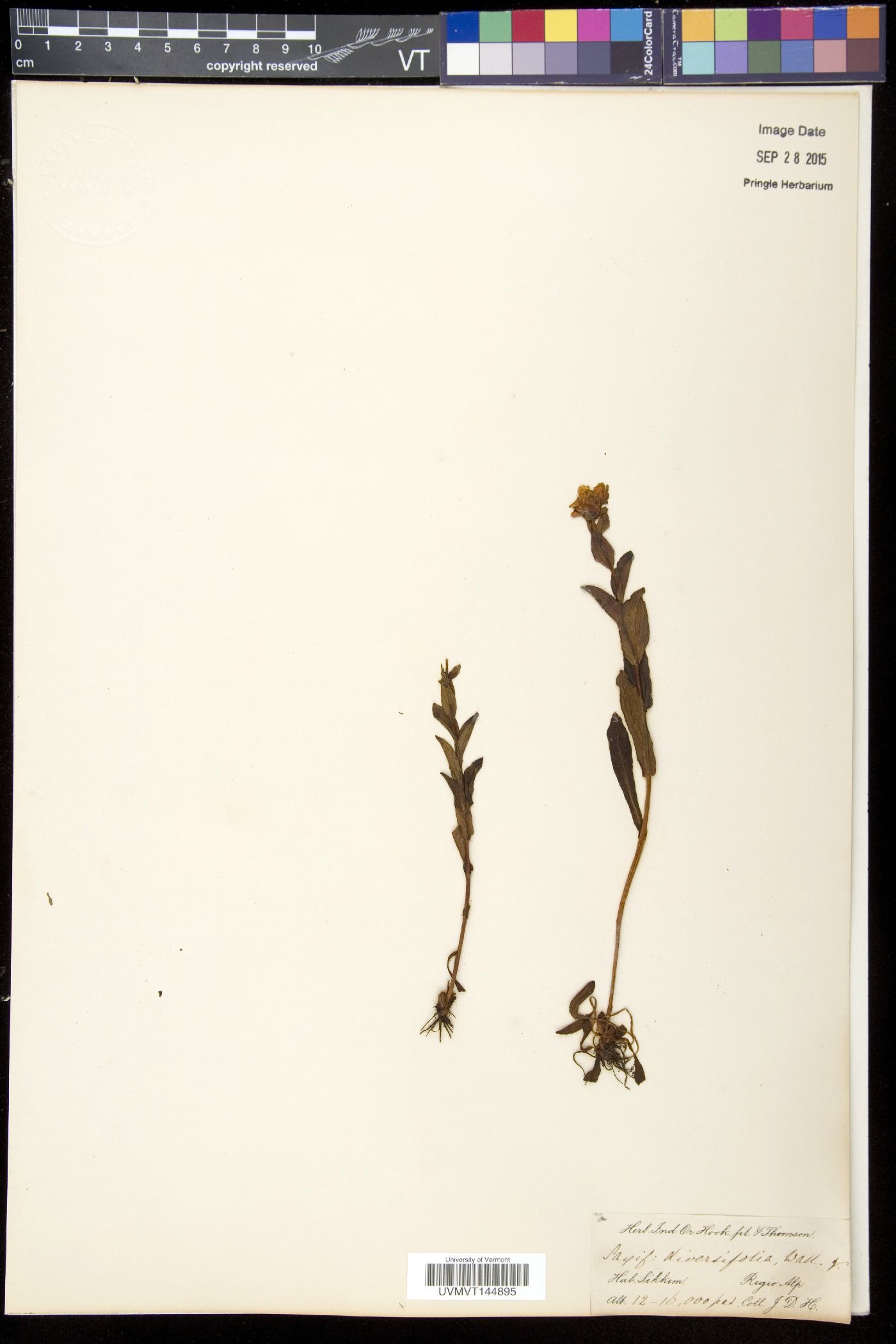 Saxifraga diversifolia image
