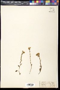 Media resource of Saxifraga corymbosa