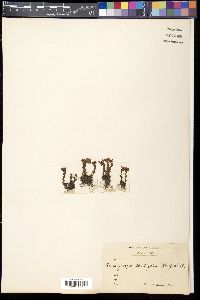 Media resource of Saxifraga cordigera