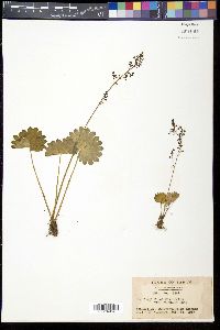 Micranthes fusca var. kikubuki image