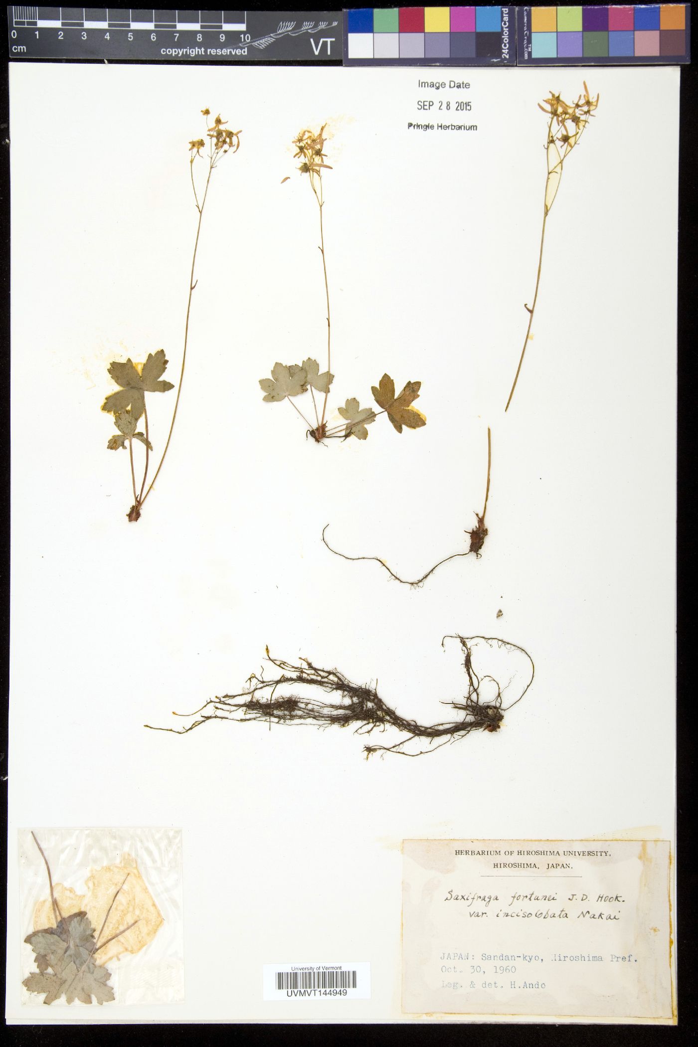 Saxifraga fortunei var. alpina image