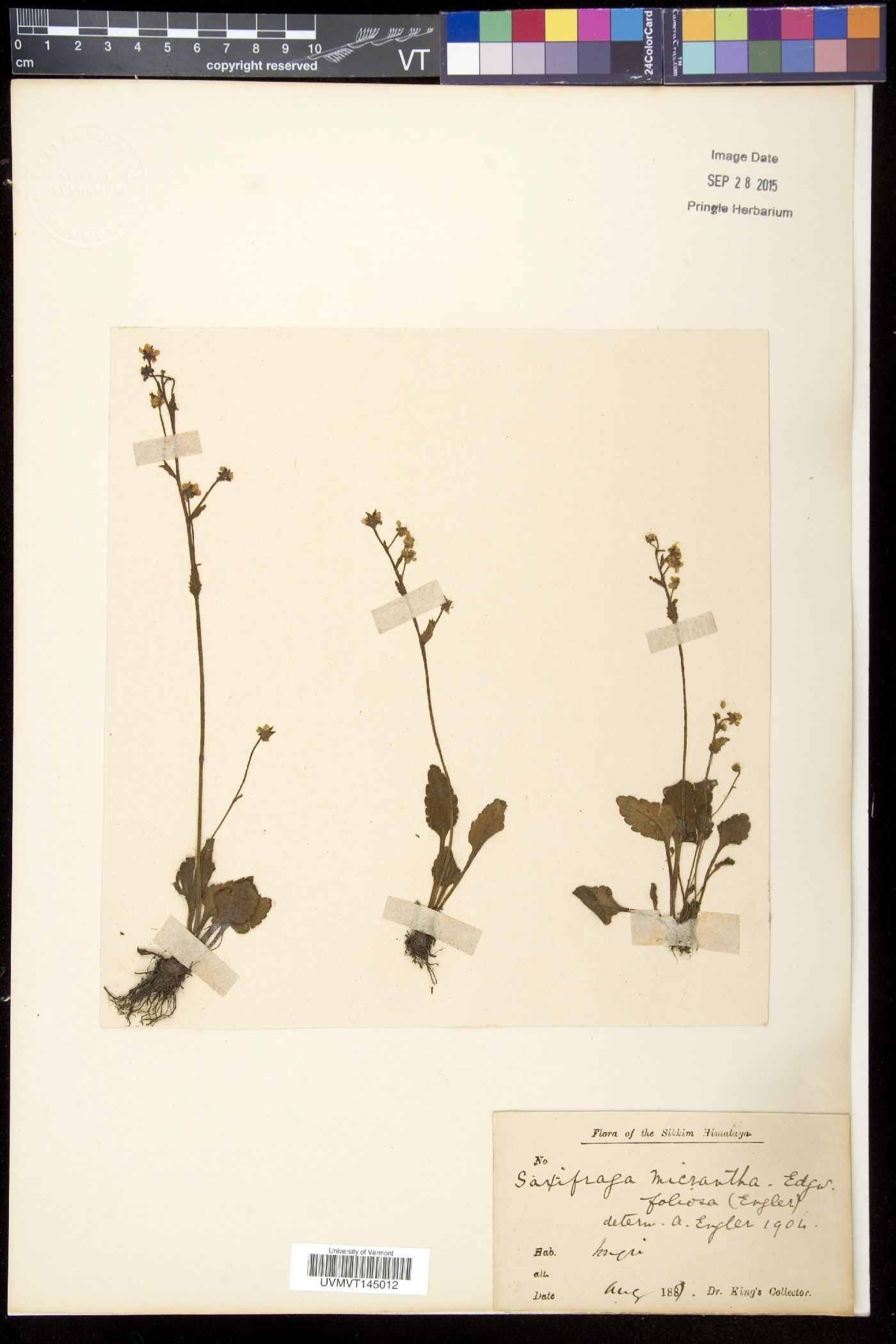 Saxifraga foliolosa image