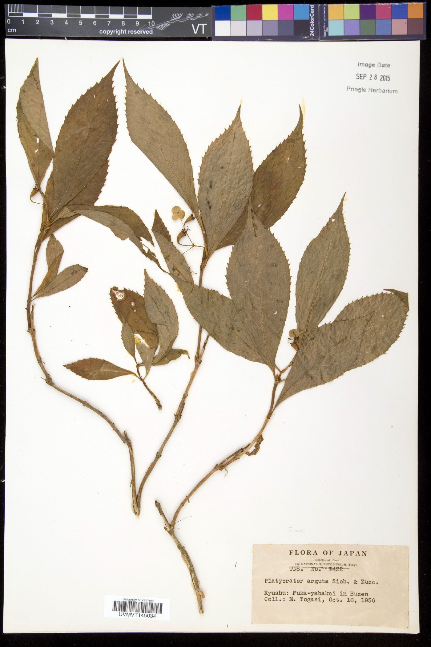 Hydrangea platyarguta image