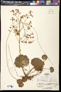 Saxifraga stolonifera image