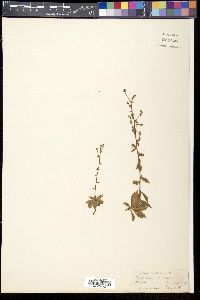 Saxifraga strigosa image