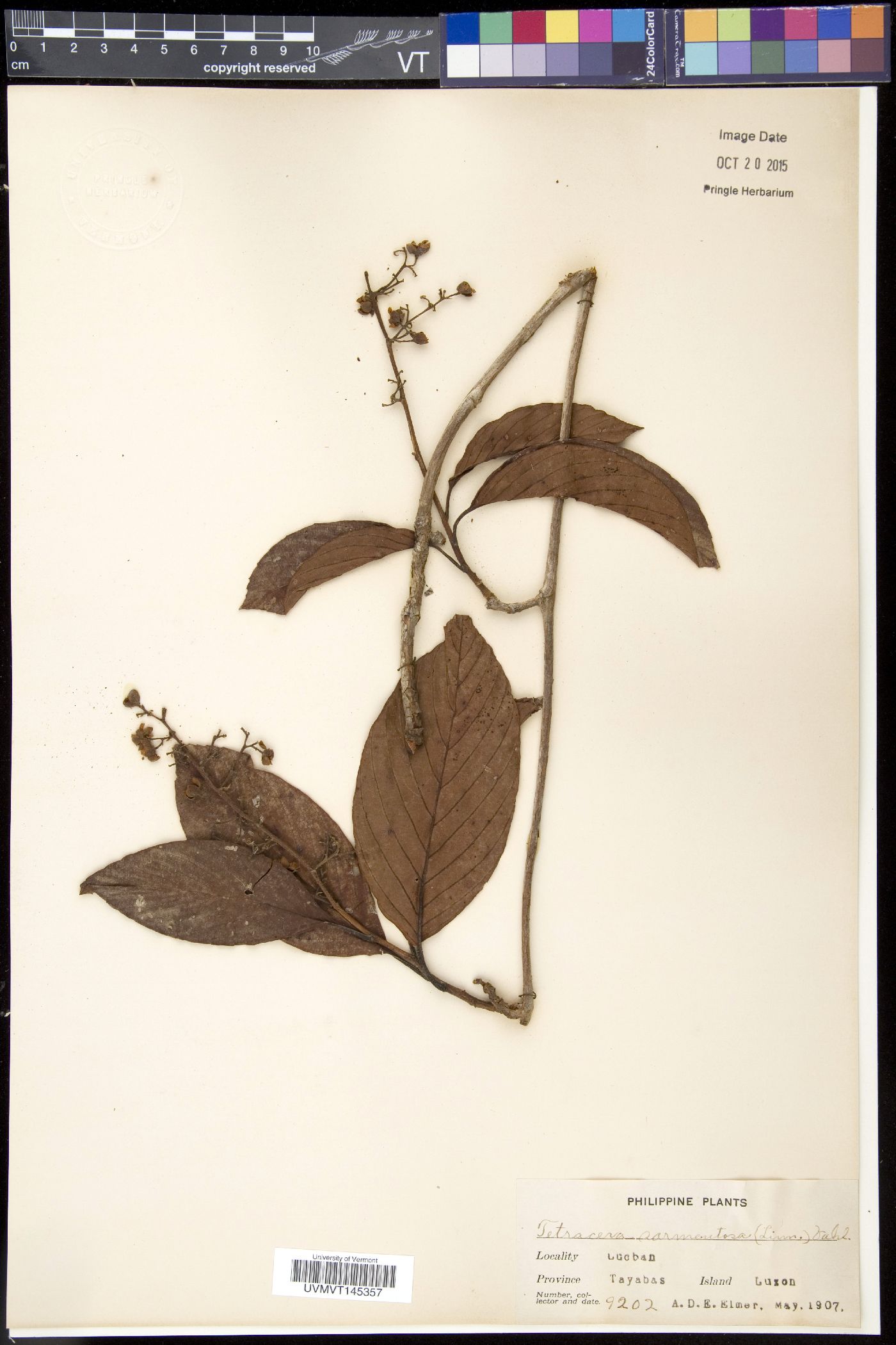 Tetracera sarmentosa image
