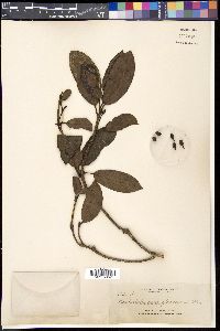 Image of Daphniphyllum glaucescens