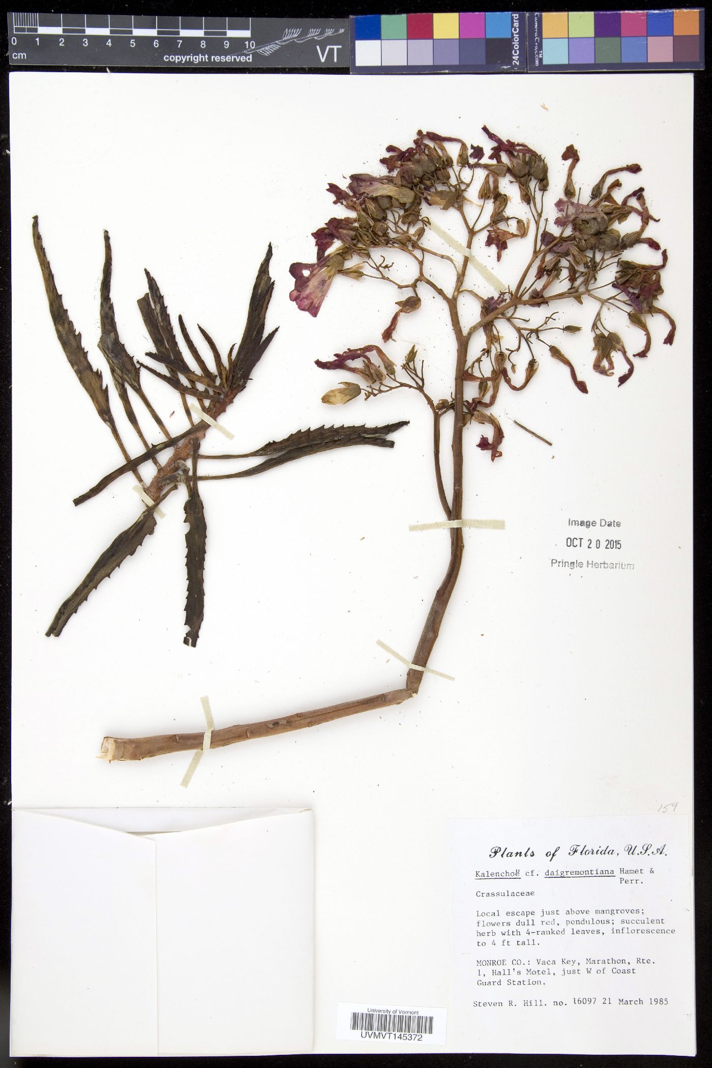 Bryophyllum daigremontianum image