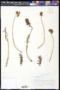 Rhodiola rhodantha image