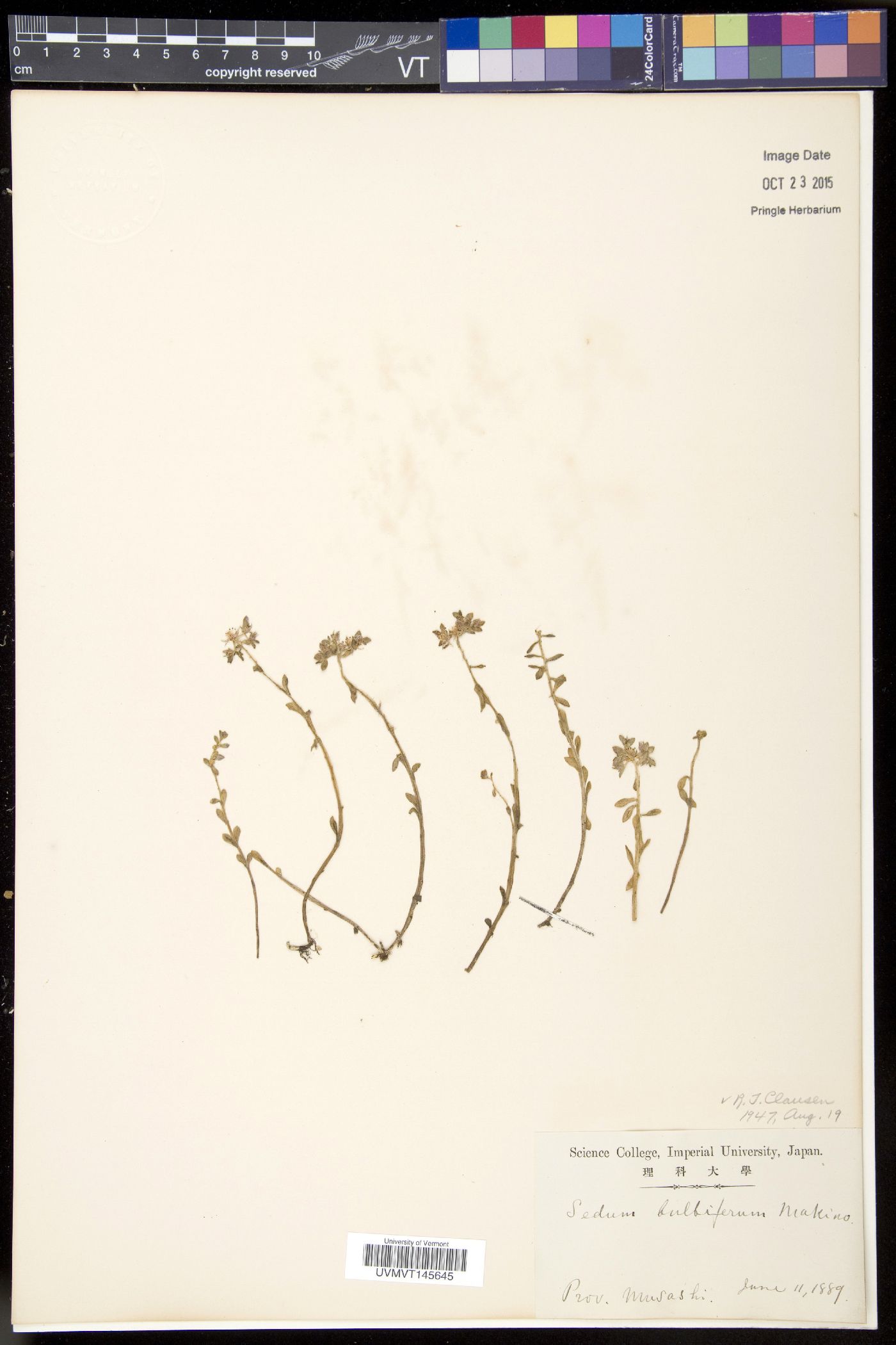 Sedum bulbiferum image
