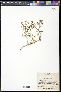Image of Sedum bulbiferum