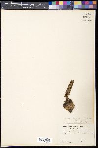Orostachys japonica image