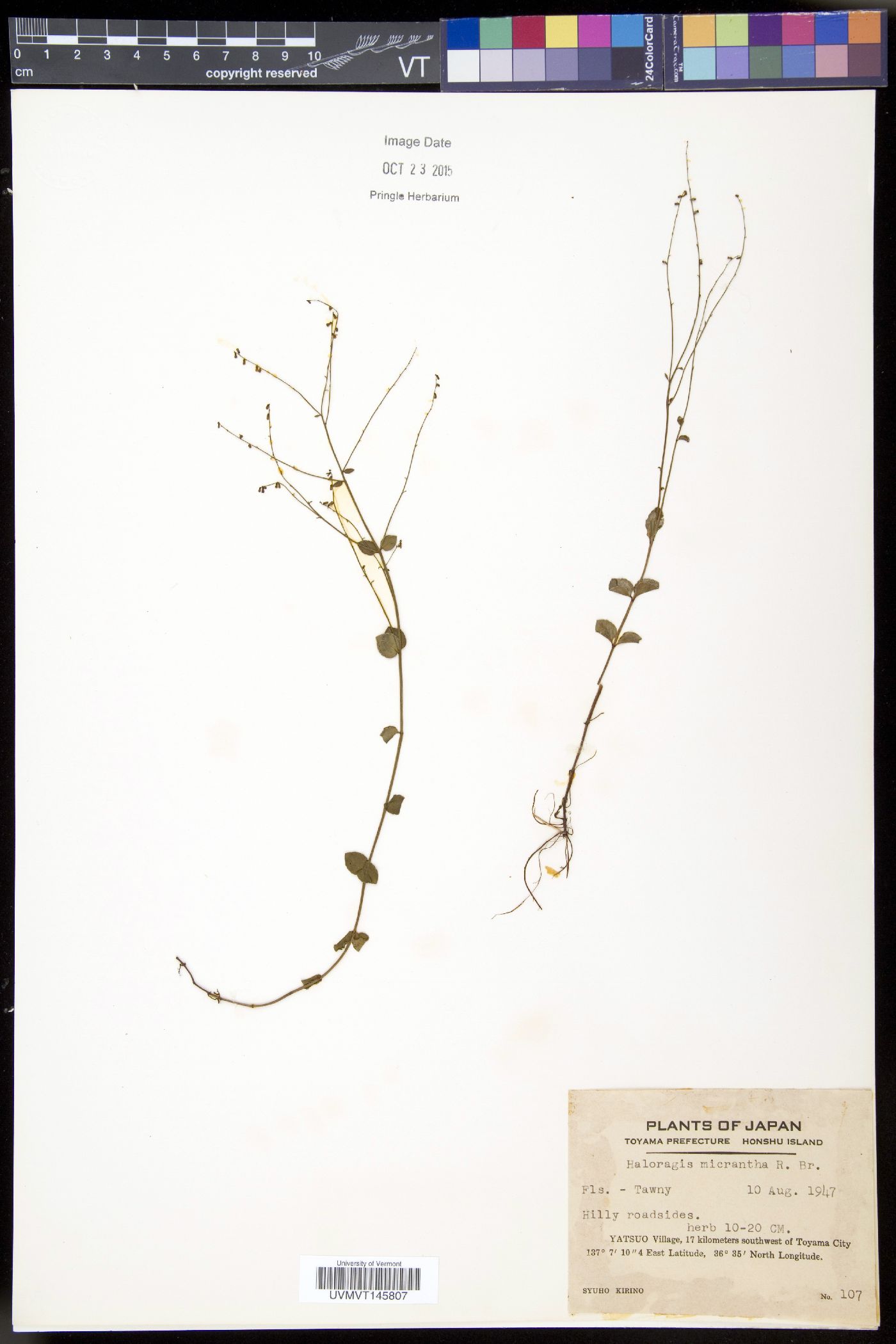Gonocarpus micranthus subsp. micranthus image