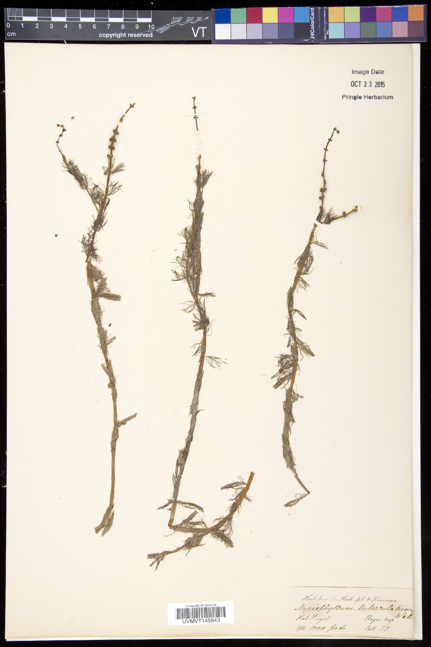 Myriophyllum muricatum image