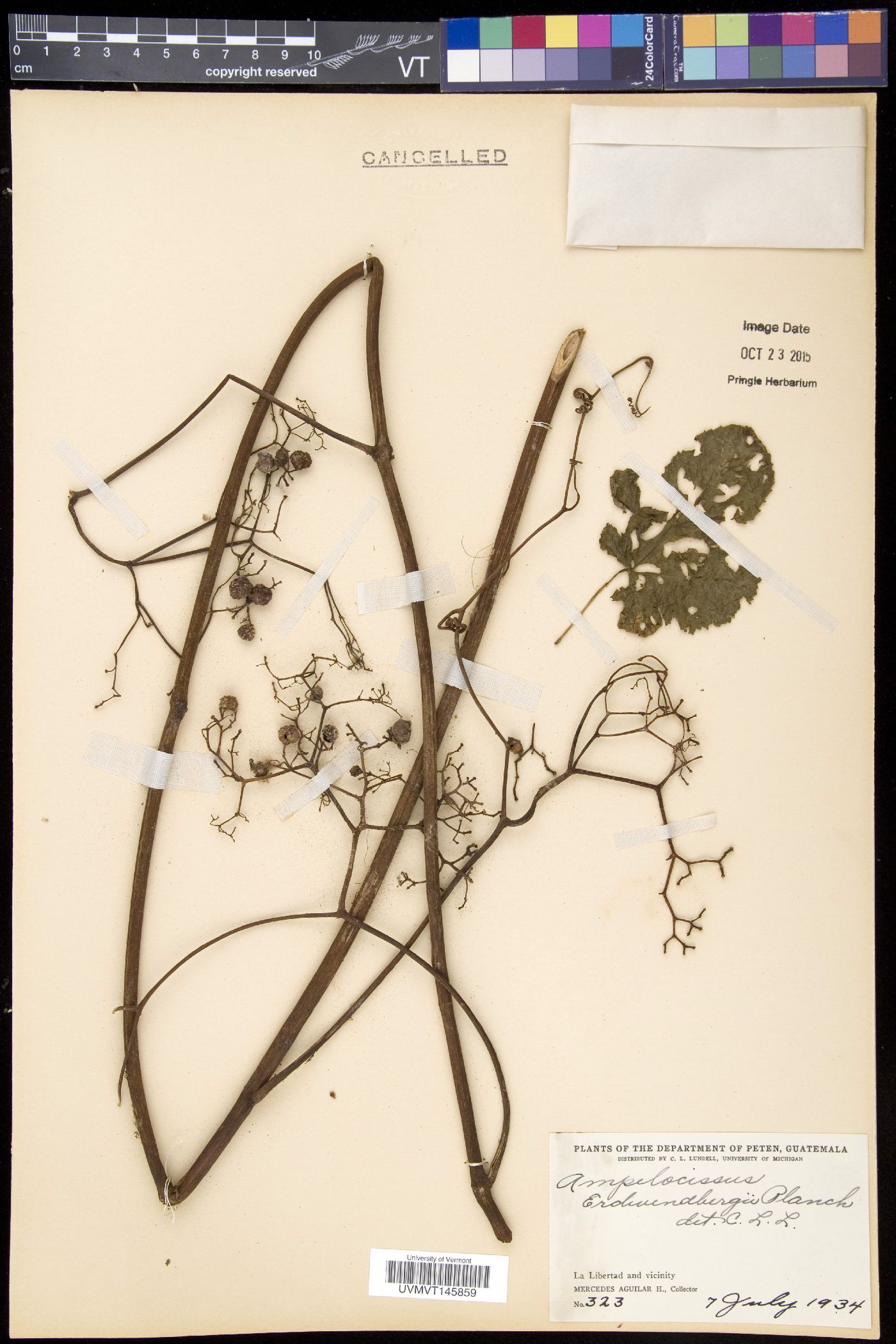 Ampelocissus erdvendbergiana image