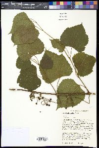 Ampelopsis cordata image