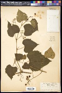 Ampelopsis cordata image