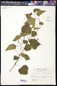 Ampelopsis cordata image