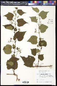 Ampelopsis cordata image