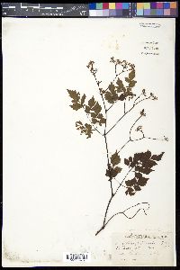 Ampelopsis arborea image