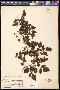 Ampelopsis arborea image