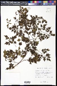 Ampelopsis arborea image