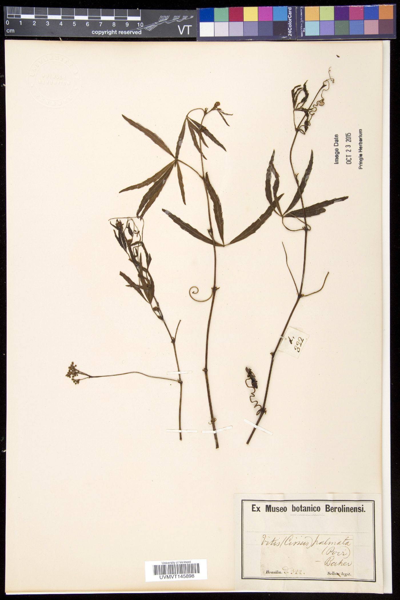 Cissus palmata image