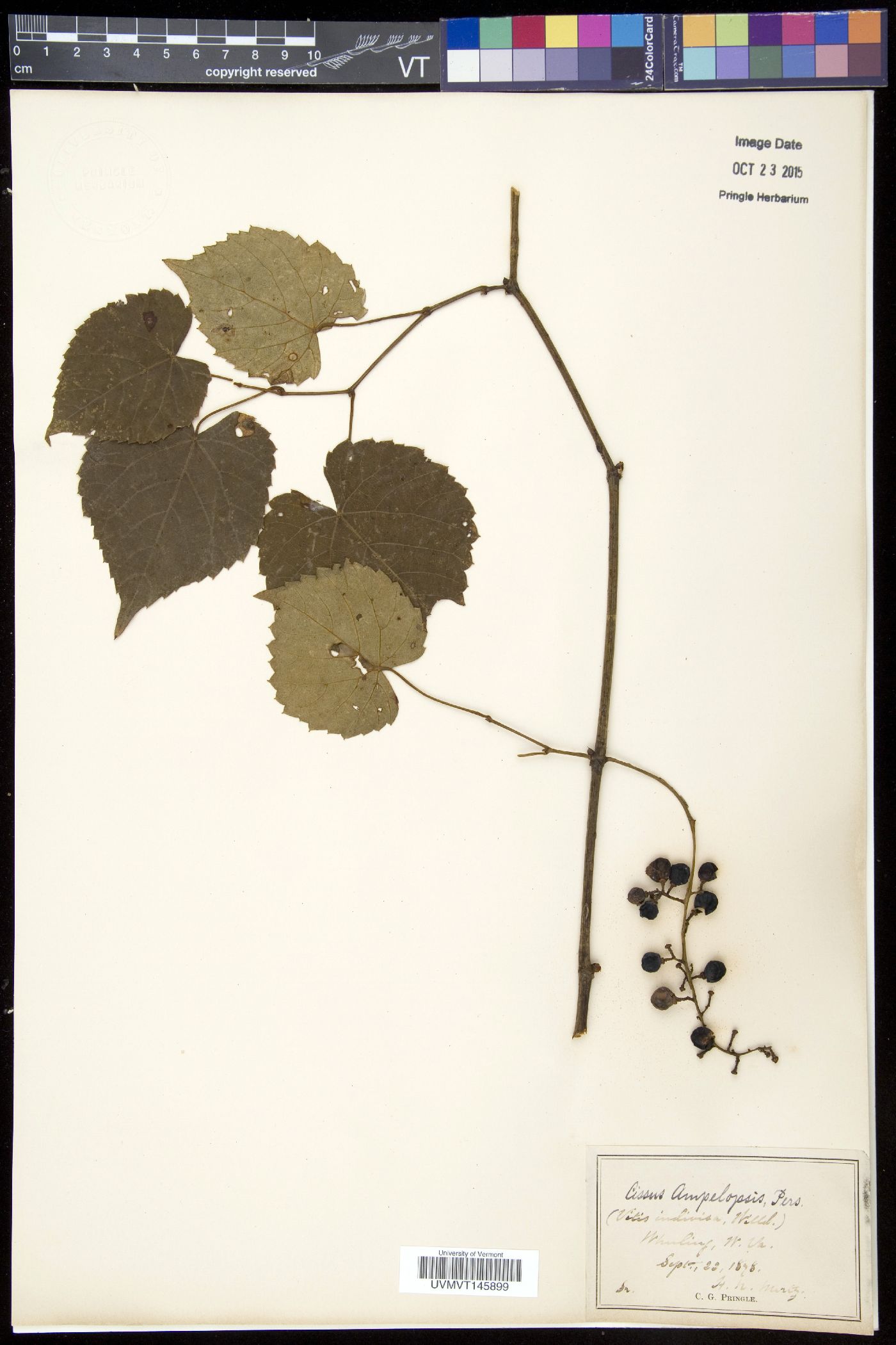 Cissus ampelopsis image