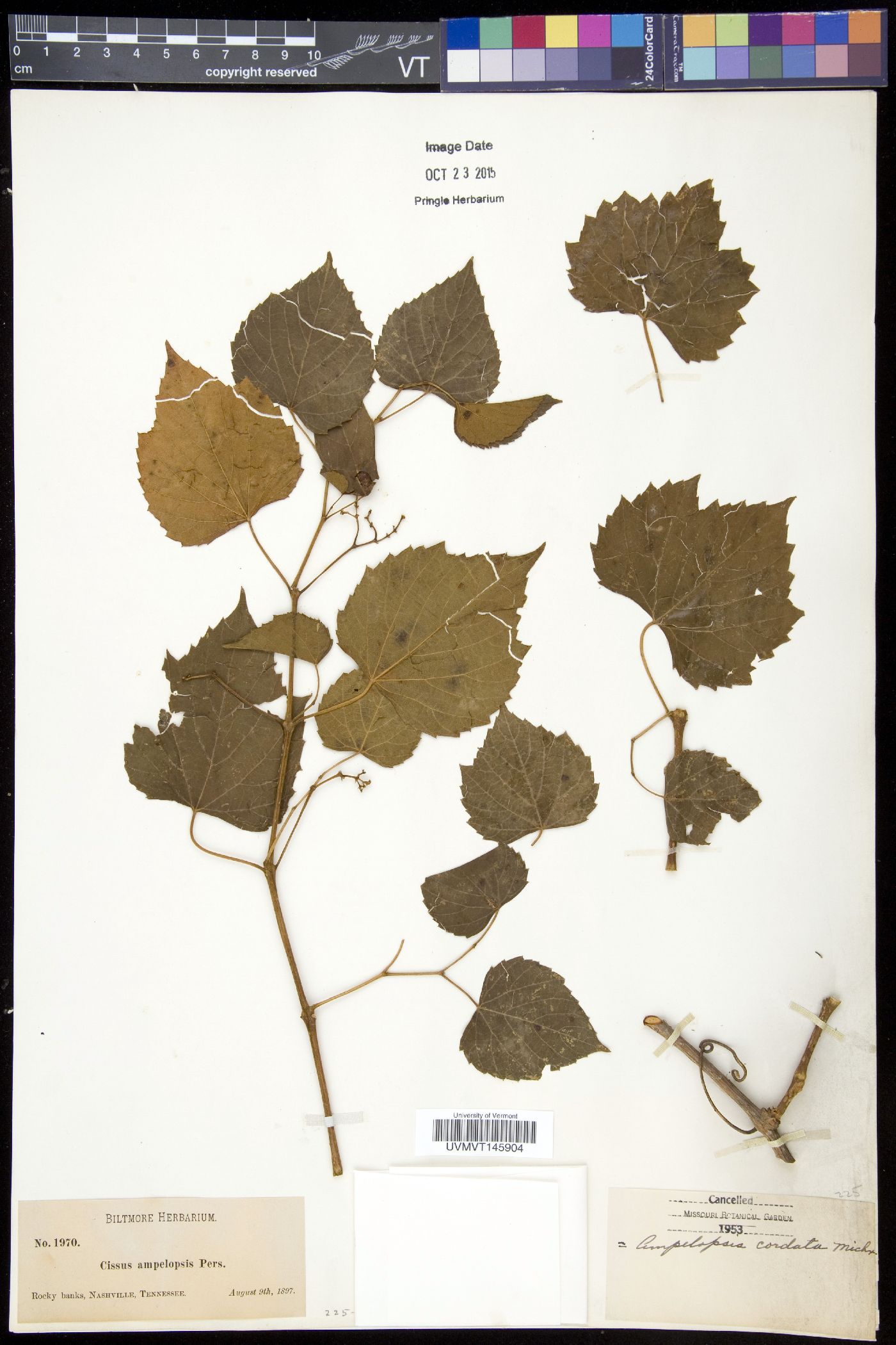 Cissus ampelopsis image