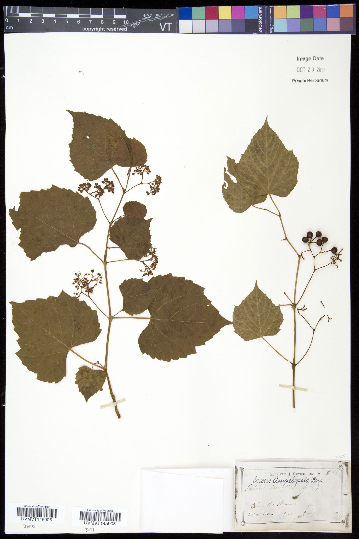 Cissus ampelopsis image