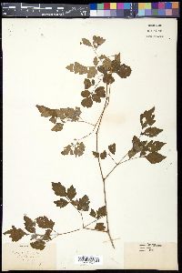 Ampelopsis arborea image