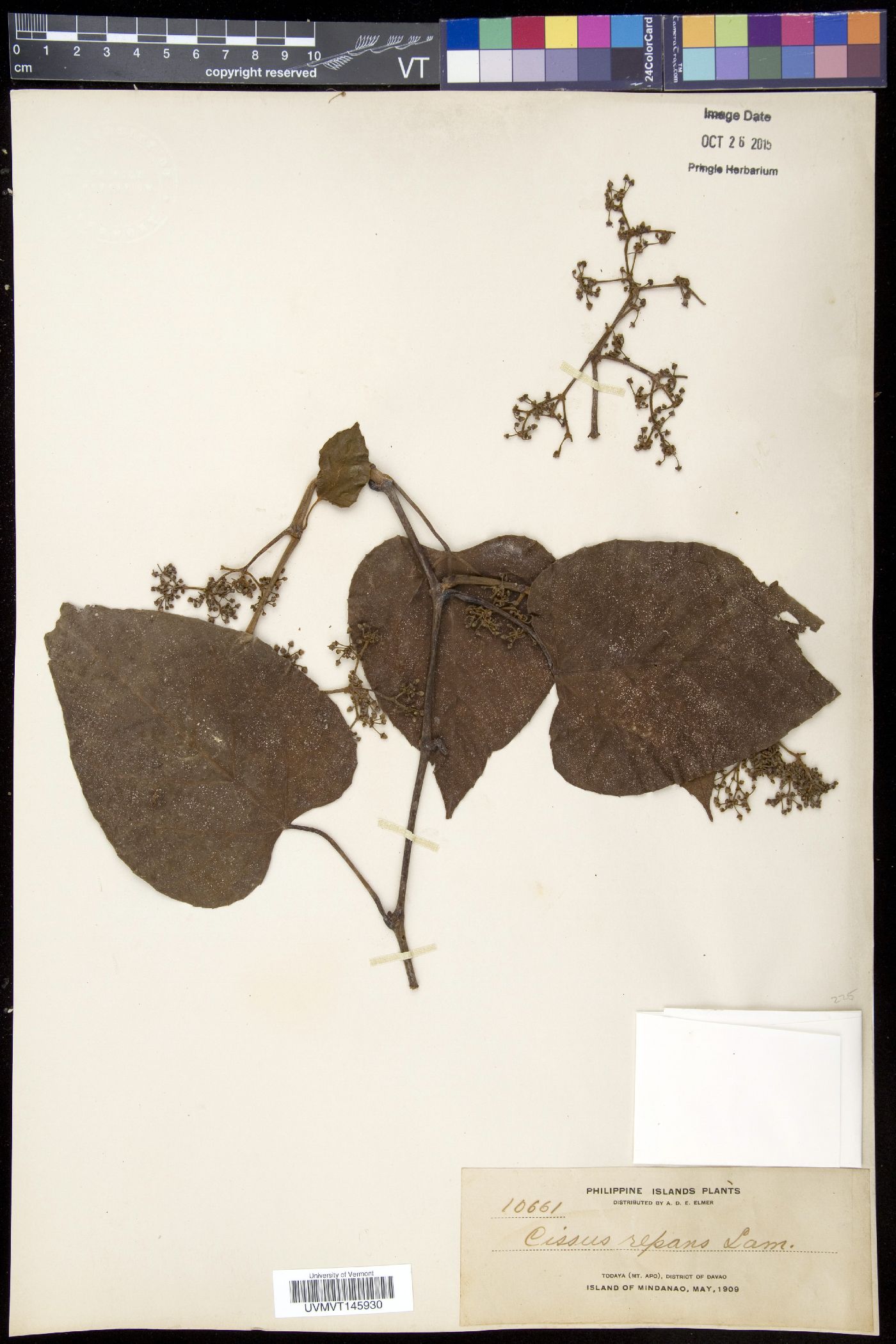 Cissus repens image