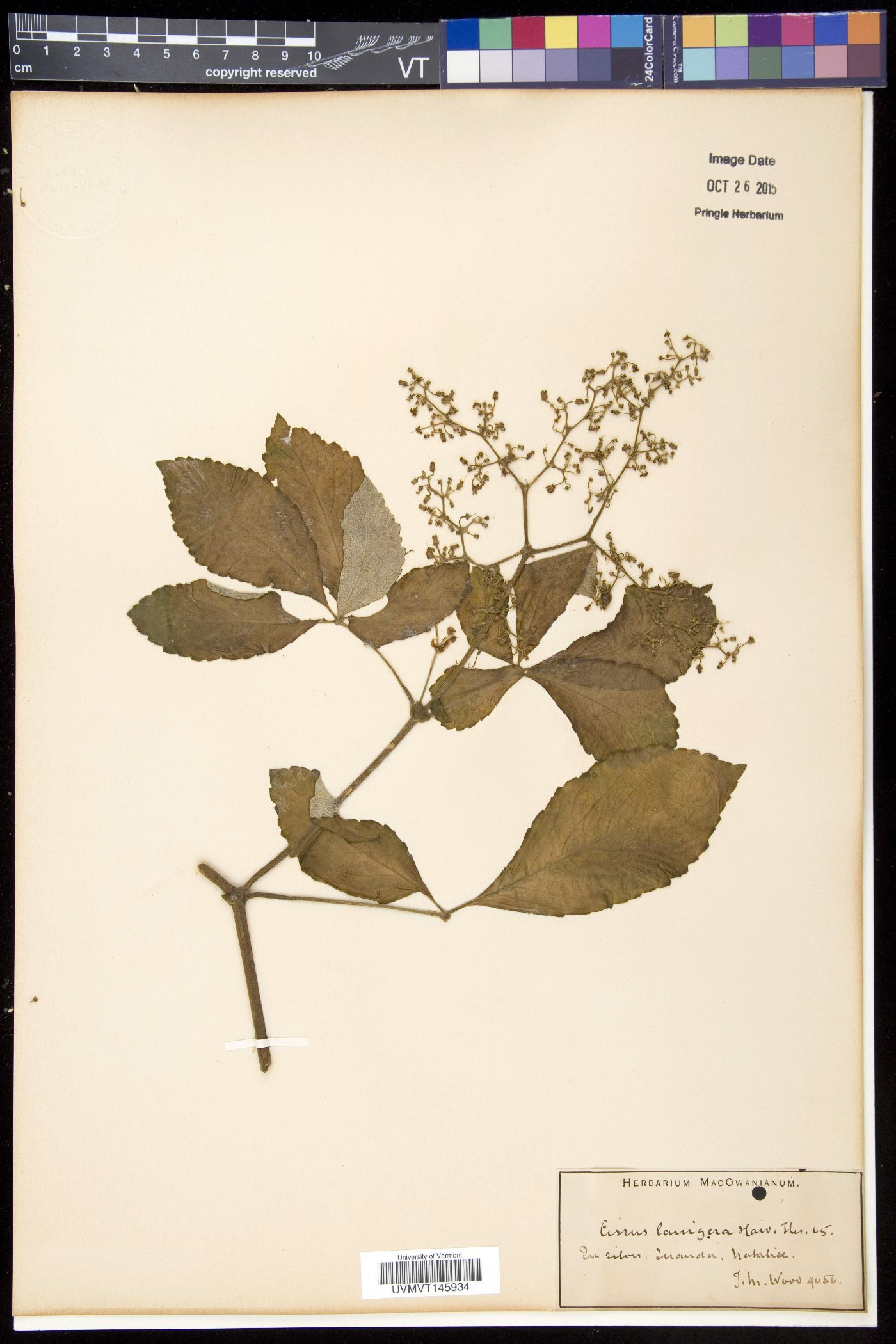 Cyphostemma lanigerum image