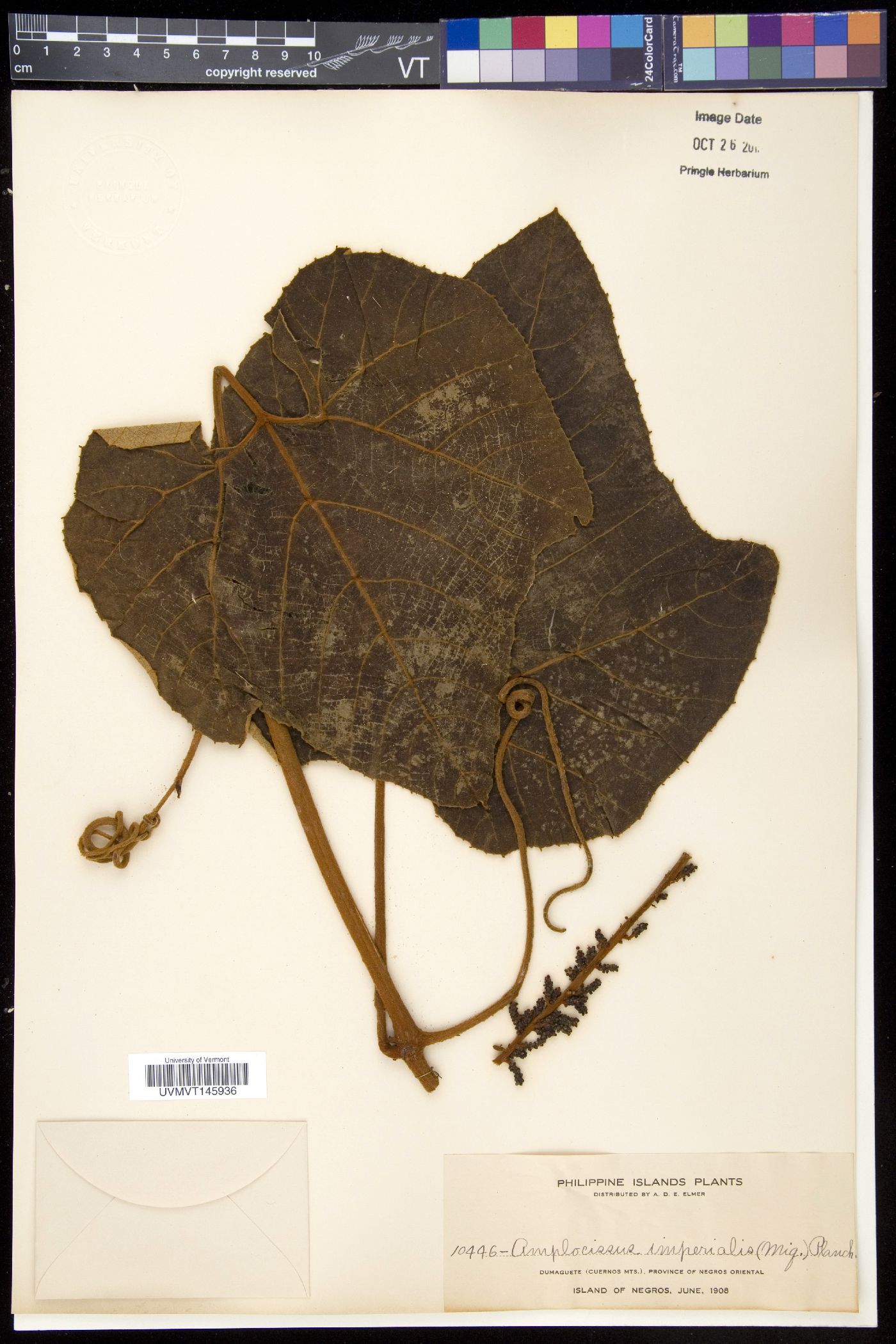 Ampelocissus imperialis image