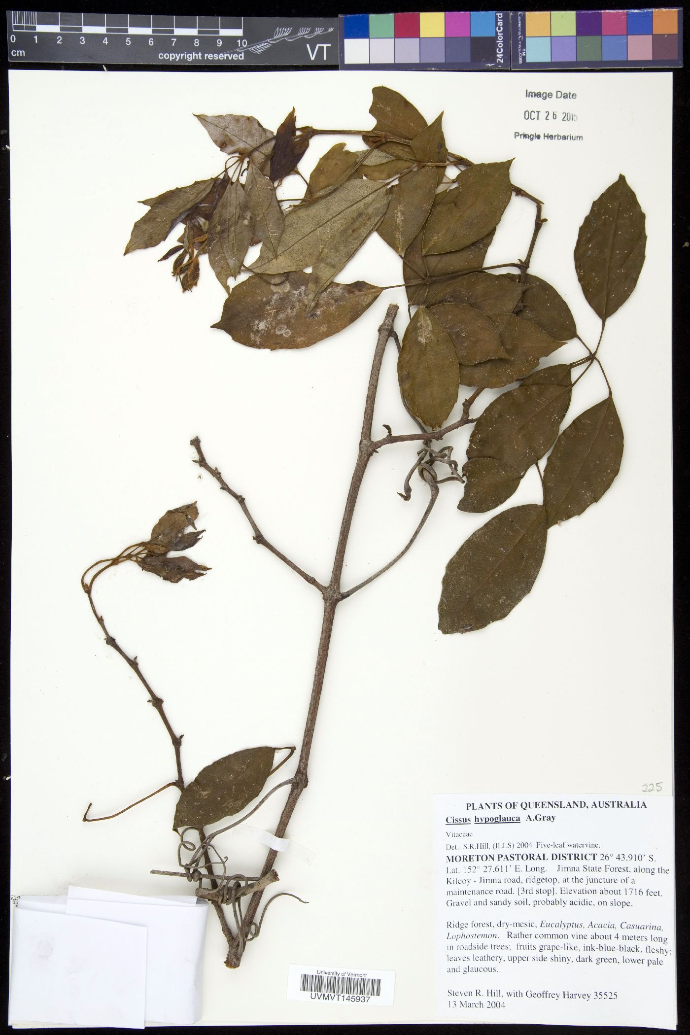 Cissus hypoglauca image
