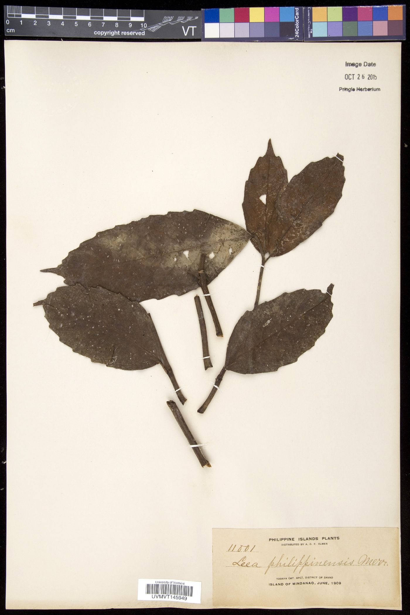 Leea philippinensis image
