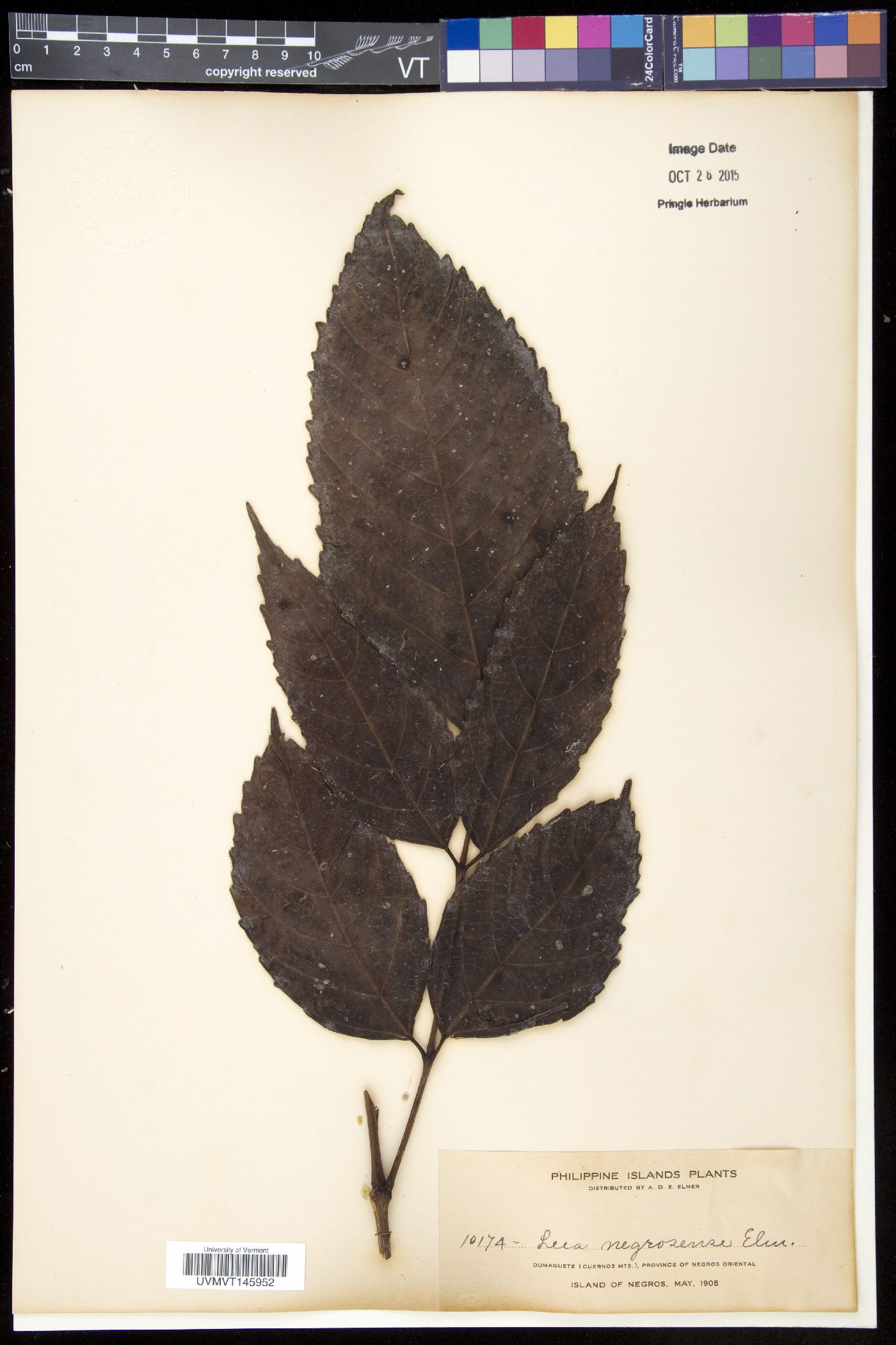 Leea guineensis image