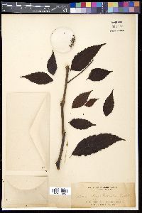 Image of Leea angulata