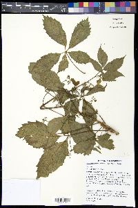 Parthenocissus inserta image